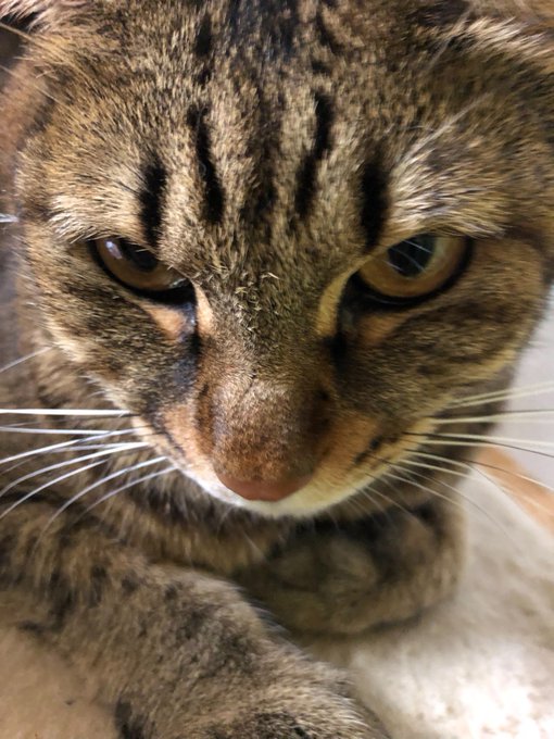 #全日本ガン飛ばす猫選手権 