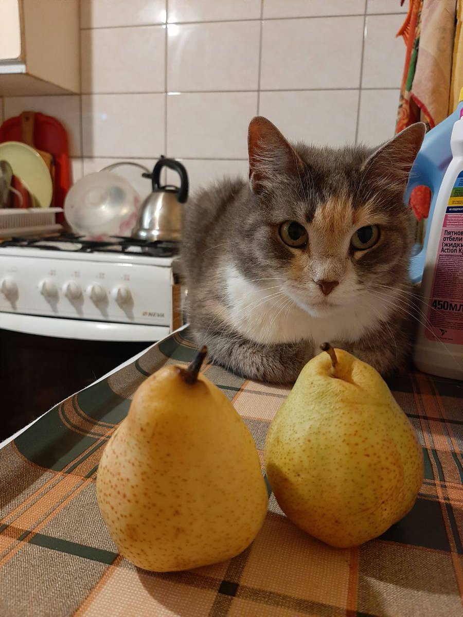 naxyitebia's tweet photo. Спб!!
Кошечка Бася ищет новый дом. Взрослая (примерно 7 лет), очень тактильная заечка. Стерилизована, приучена к лотку, ест сухой корм. Ранее жила в квартире с животными
#кошка #спб #пристроить https://t.co/KllsUWoTJY