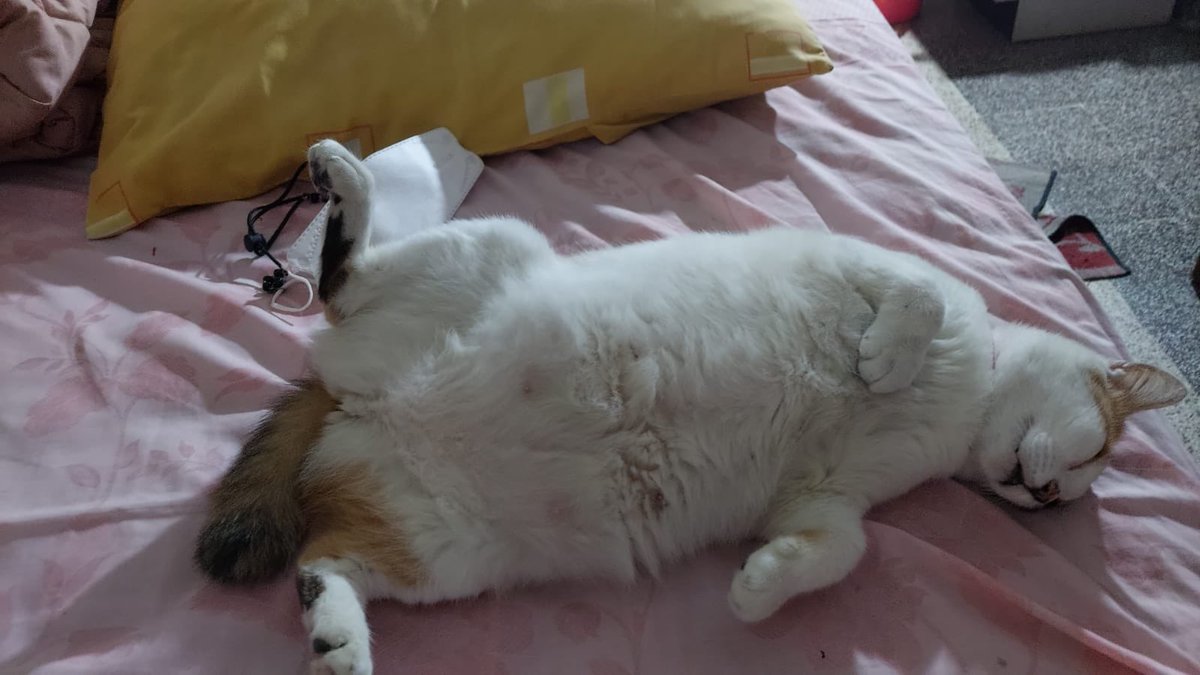 Mili,Bas,Picco,Oyen tweet media