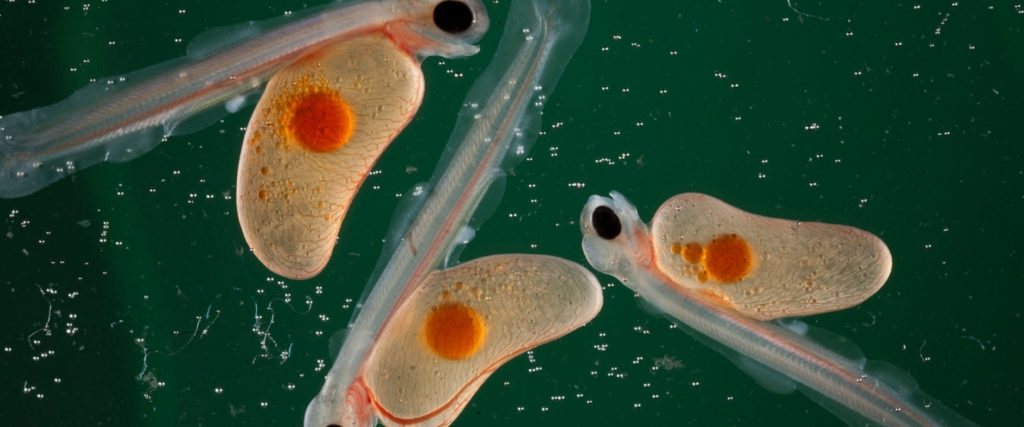 Benchmark Genetics is recruiting 6 new positions, including some exciting R&amp;D posts in gene editing, sterility, &amp; genomics (*Please RT*) #aquaculture #fishsci

bmkgenetics.com/new-positions/