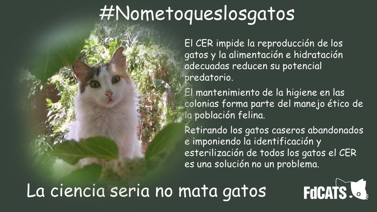FdCATS's tweet photo. Seguimos con la campaña #Nometoqueslosgatos https://t.co/VPq2IJYdf3