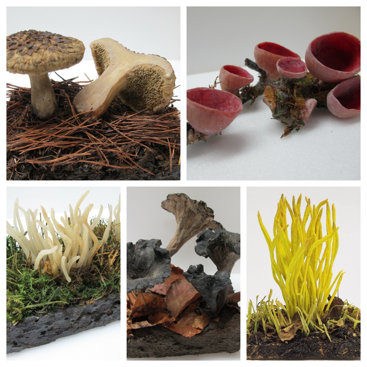A new exciting job working with our botany collections <a href="/AmgueddfaCymru/">Amgueddfa Cymru | Museum Wales</a>, in particular lower plants. You will have the opportunity and time to develop new skills and expertise within the role #BotanicMonday #Botany #Job  🍄🌿
museum.wales/jobs/current-j…