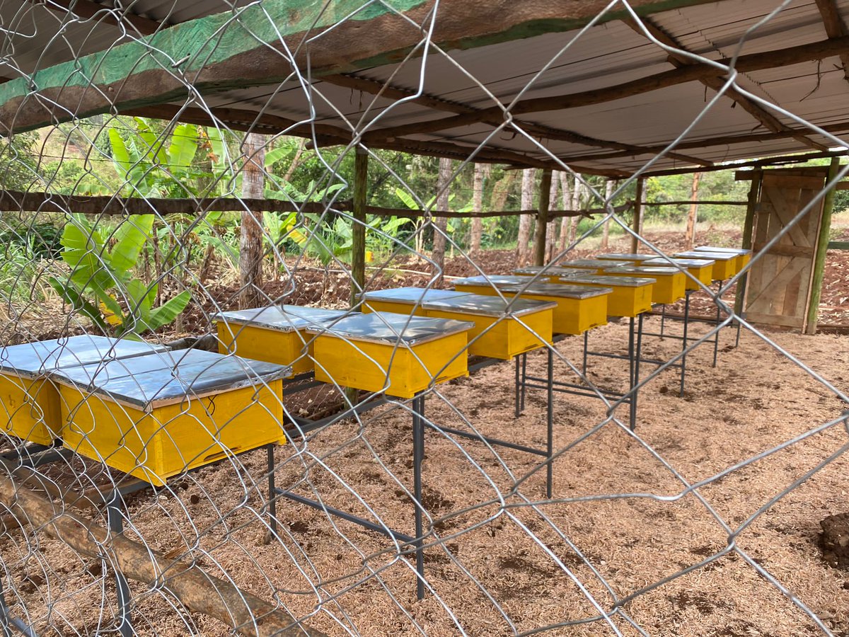 benard_kiruthu's tweet photo. 🌻🐝🐝
And the Journery Begins.🤗🥳
.
.
.
#BeeKeeping #SustainableBeekeeping #ModernBeekeeping https://t.co/sdVYxmL7nM
