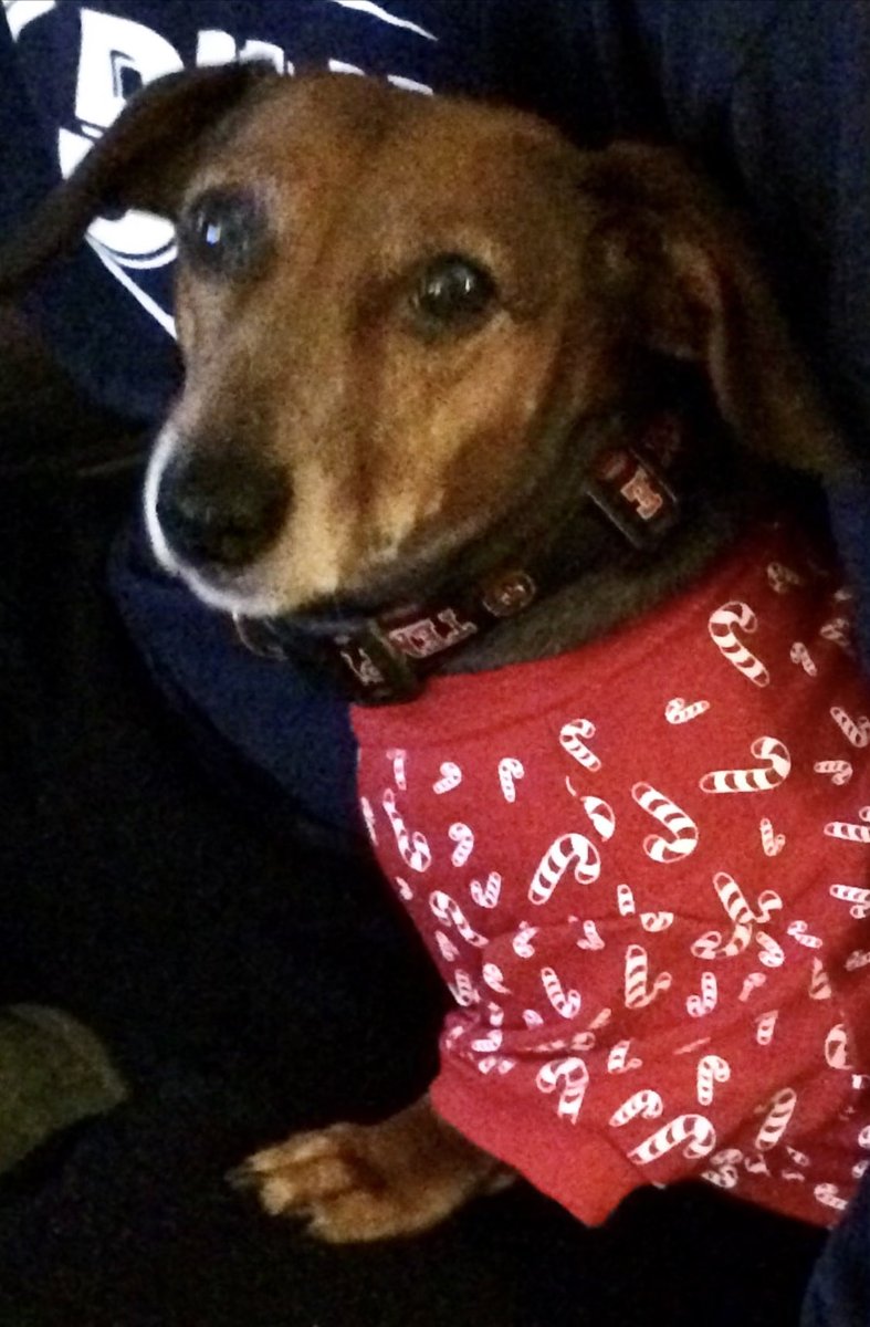 My "Nephew" Pap, 14 year old Doxie going strong! Go Pap!!