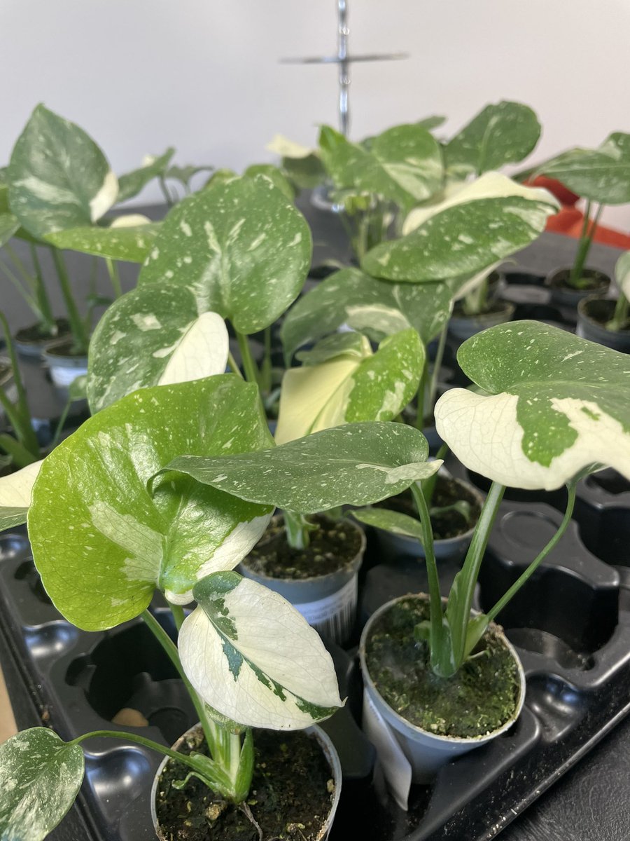 Happy #monsteramonday thought I would share some of our Thai Constellation we have in stock #ukhouseplants houseofkojo.com