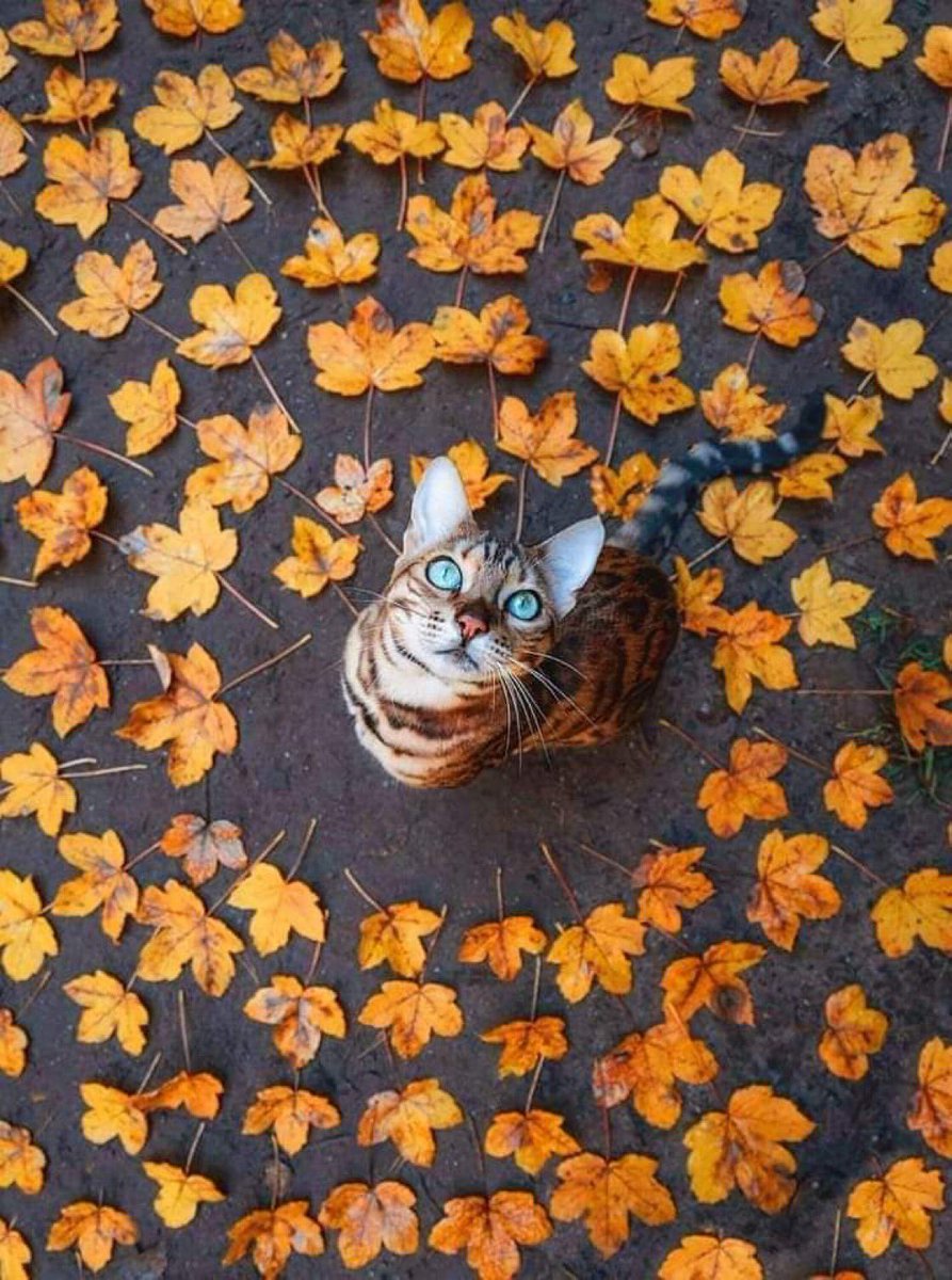 Wishing everyone a nice new week 🍂🍁