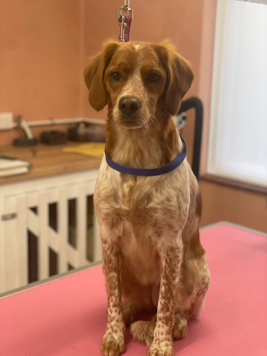 MaddysMutts's tweet photo. Gertie the Brittney spaniel after her strip (big picture) and before and during. You can see here the tools and techniques we use to strip out the dead undercoat. She was fab 👌 https://t.co/tAjv1UEY2d