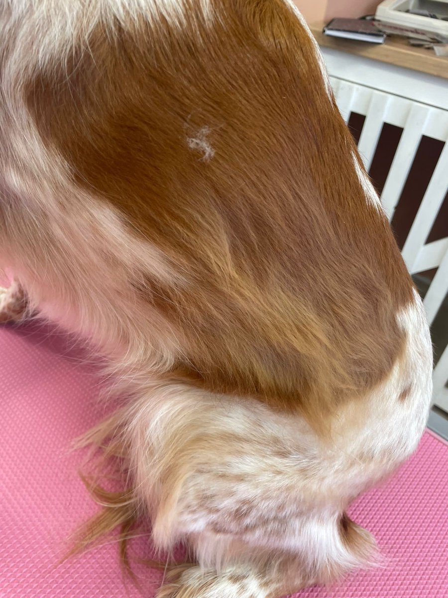 MaddysMutts's tweet photo. Gertie the Brittney spaniel after her strip (big picture) and before and during. You can see here the tools and techniques we use to strip out the dead undercoat. She was fab 👌 https://t.co/tAjv1UEY2d