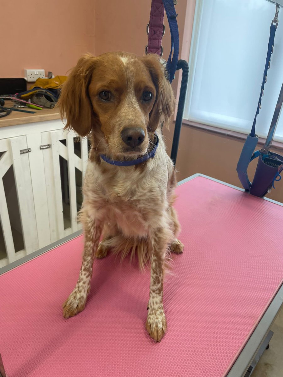 MaddysMutts's tweet photo. Gertie the Brittney spaniel after her strip (big picture) and before and during. You can see here the tools and techniques we use to strip out the dead undercoat. She was fab 👌 https://t.co/tAjv1UEY2d