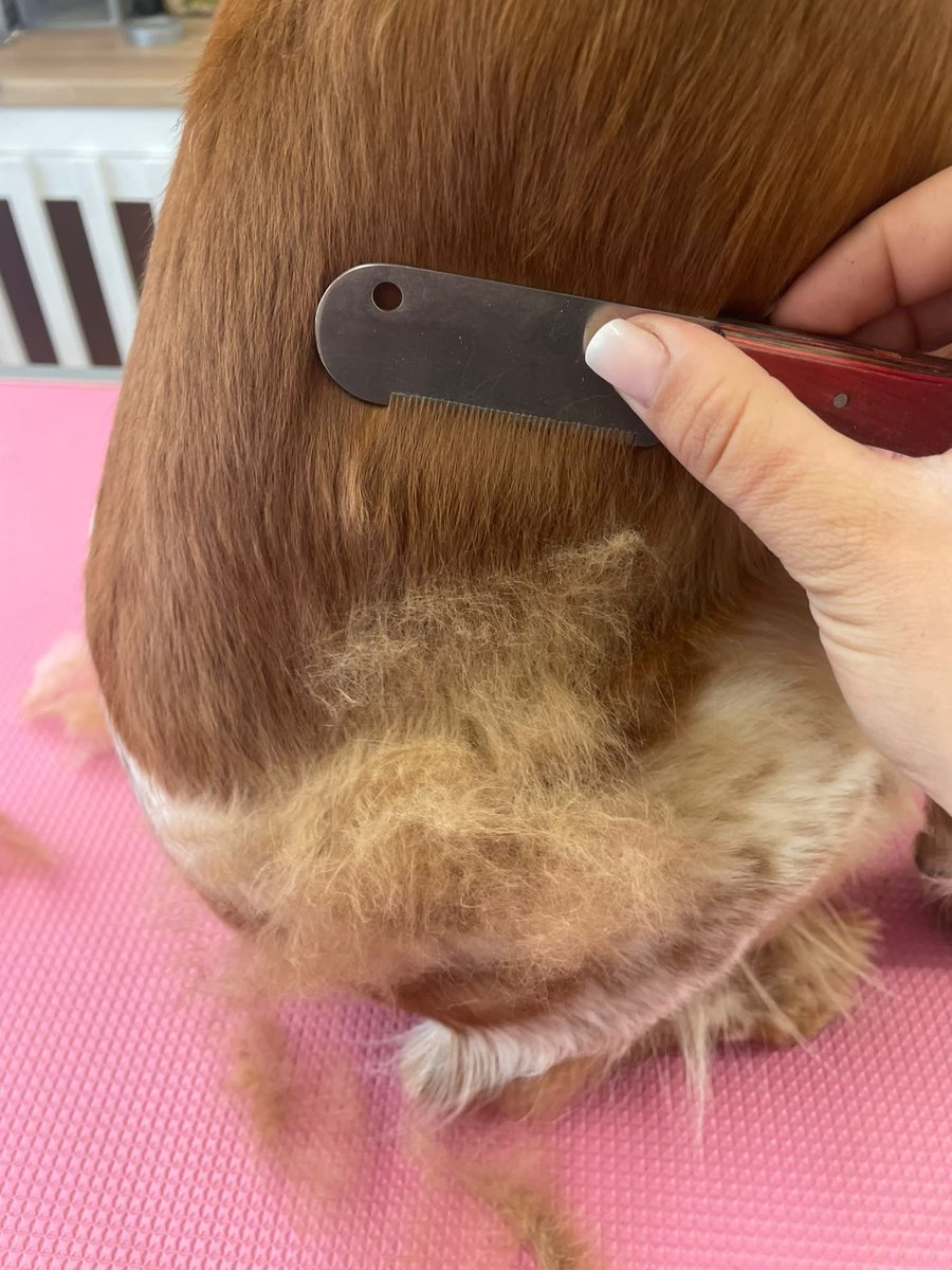 MaddysMutts's tweet photo. Gertie the Brittney spaniel after her strip (big picture) and before and during. You can see here the tools and techniques we use to strip out the dead undercoat. She was fab 👌 https://t.co/tAjv1UEY2d