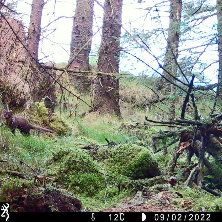 AdamFSmith's tweet photo. #Cameratrap carnivores from our project in 🇮🇪 as part of #SnapshotEurope2022.

1. Badger (Broc)
2. Red fox (Sionnach)
3. Pine marten (Cat Crainn)

Great job #rewildwicklow group on this camera trap placement!

@UCD_Wildlife
@andrewoid97
@ciamcw https://t.co/QEz46GPuW1