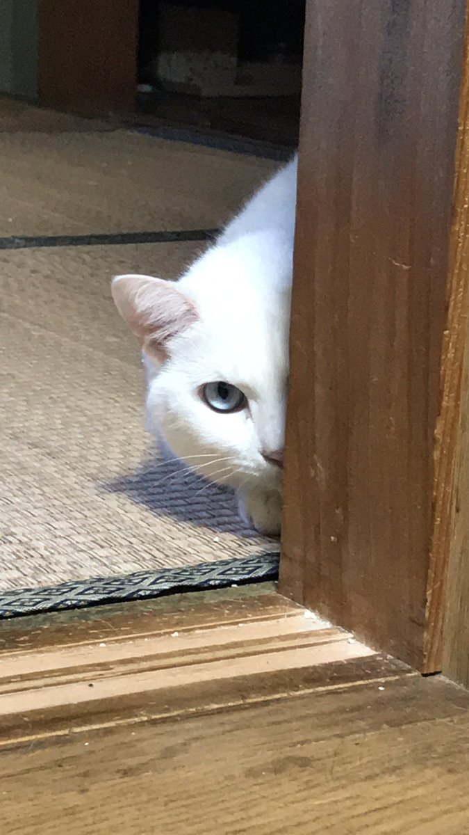 taki0803's tweet photo. #全日本ガン飛ばす猫選手権 https://t.co/EpIUHiWWSI