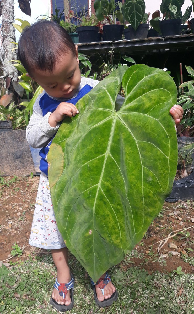 Ramleaf_'s tweet photo. Boys with masive leaves, time to cut the old leaves.
#planttwitter #houseplants #houseplanthour #HomeDecor
#allaboutanthuriums #anthuriumcollection #leaftexture #plantaddict https://t.co/YDhC6mhAbu