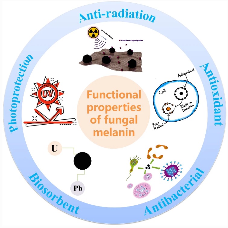 SpringerMicBio's tweet image. New in World Journal of Microbiology and Biotechnology: Melanin of fungi: from classification to application

Read now at: rdcu.be/cWN3L

#Application #Bioactivity #Chemicalmodification #Fungi #Melanin
