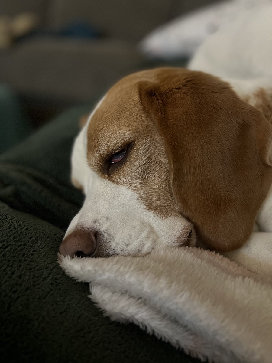 thedailymabes's tweet photo. Someone not keen on waking up 🐶😆 #beagle #grumpybeagle #beaglesoftwitter #Beagles #sleepybeagle #beaglelife 🐶🥰 https://t.co/QgrRVYqaq9