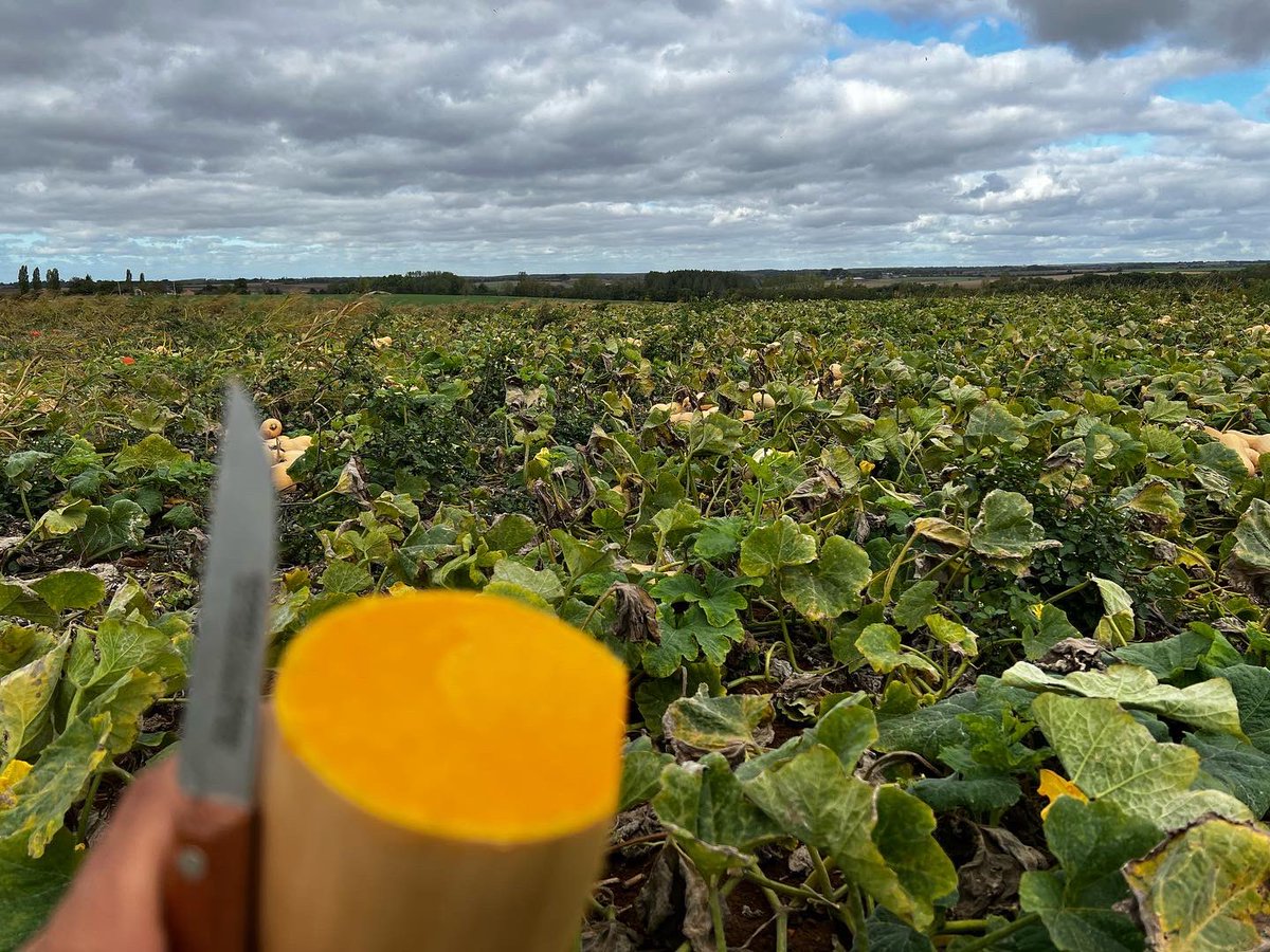GautreauMaxime's tweet photo. Cette satisfaction 😇😍😍🤩

#potimarrons #butternuts 

Si jamais ça intéresse, il y en a quelques tonnes 🤓 https://t.co/pg8btpLXHp