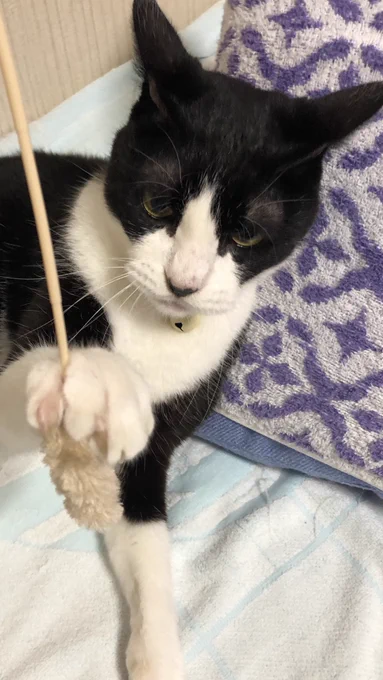 #全日本ガン飛ばす猫選手権 