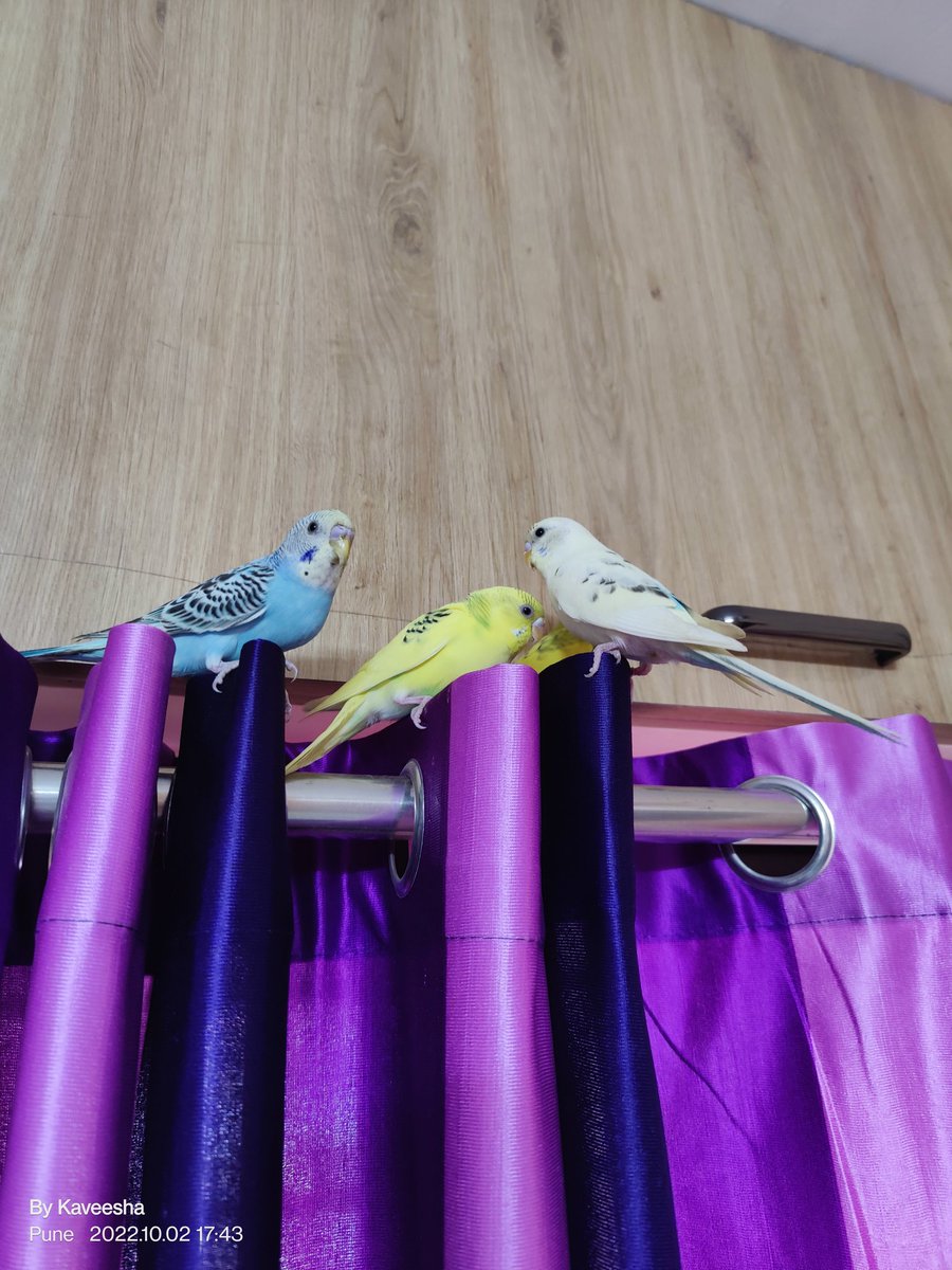 chatar_matar's tweet image. Let my birds out to give them some fly time. Thought they would come back to cage for food but poor me didn't know the time ahead. 24 hrs and too many heart attacks later they finally returned themselves.  Moral of the story
Roti kapde k bina sari azadi bekar hai! #lifestability