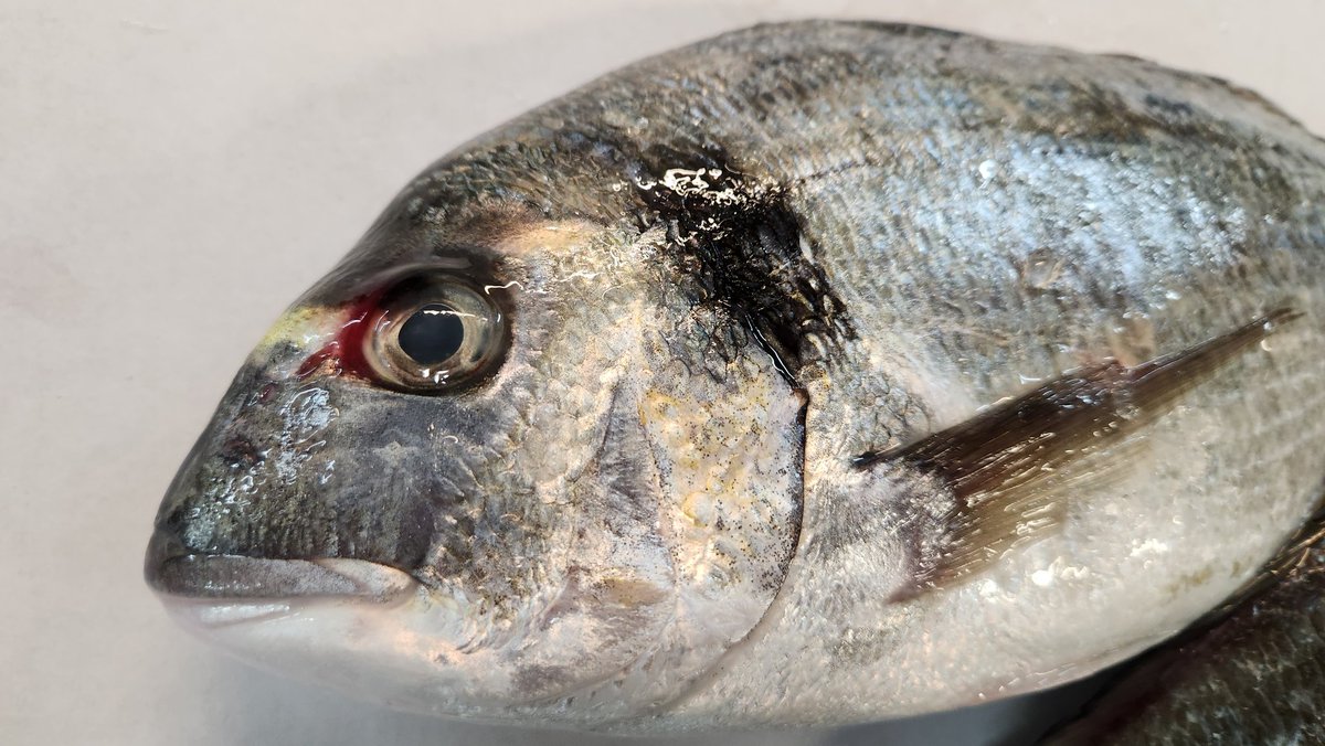 MarrfishD's tweet photo. Bream ready to go out the door.
-
#seafood #wholesaler #fishermen #chef #freshproduce #restaurant #restaurants #foodporn #fish #londonseafood #fishmonger  #sustainablefish #restaurantsupplies #cambridge #eastanglia #midlands #trout #toprestaurant #hotels #pubs #bream #seabream https://t.co/QC2fcCxx3o