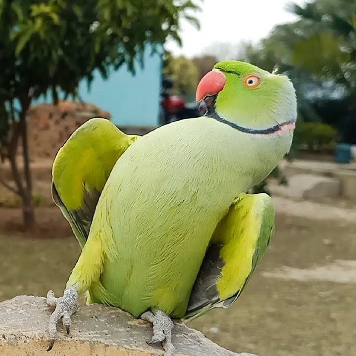 ringneck's funny pose