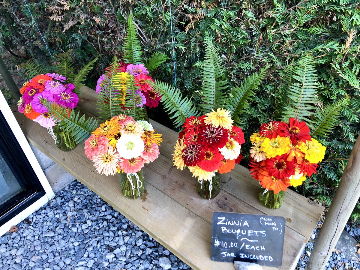 EastRidgeFarms's tweet photo. Made up a few of these zinnia #bouquets today! Can’t believe it is October and the #zinnias are exploding!
#farmtovase #farmdirect #local#natural #flowers #buybc #supportlocalfarmers #bcfarmfresh https://t.co/NyrHOGekDl