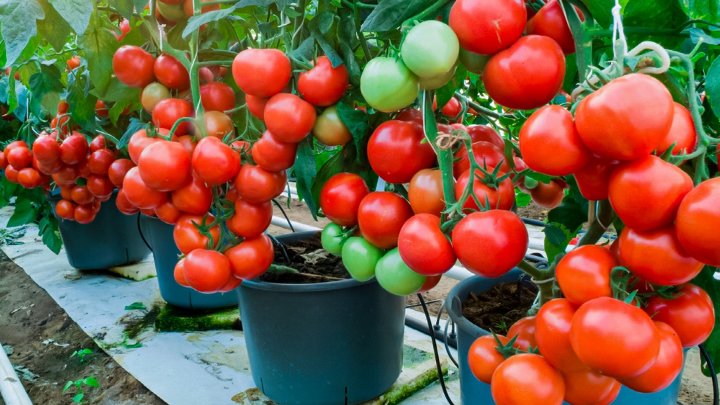 Iryoyavuze Afazari tweet media