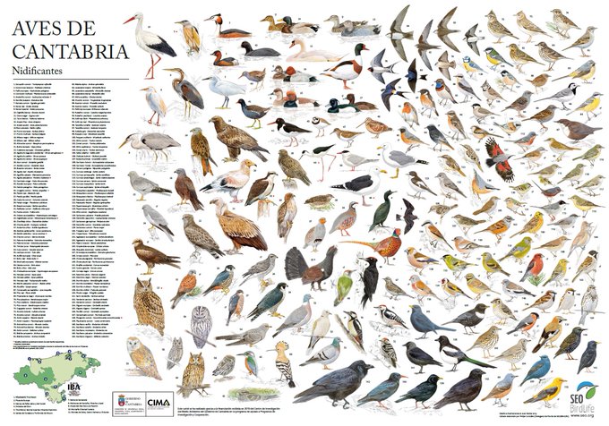 CEDREAC's tweet photo. Esperamos que hayáis disfrutado del #DíaDeLasAves. Para quienes estéis cerca del CEDREAC y aún no lo tengáis, regalamos este estupendo póster de las aves de Cantabria realizado por @SEO_BirdLife con nuestra colaboración. https://t.co/afxvOLMttR