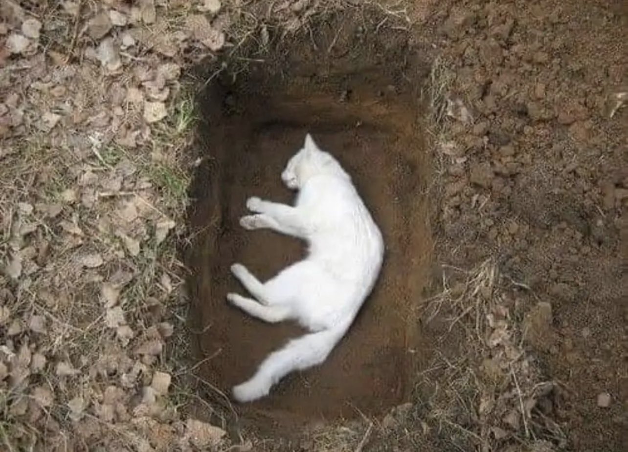 Могила кошки