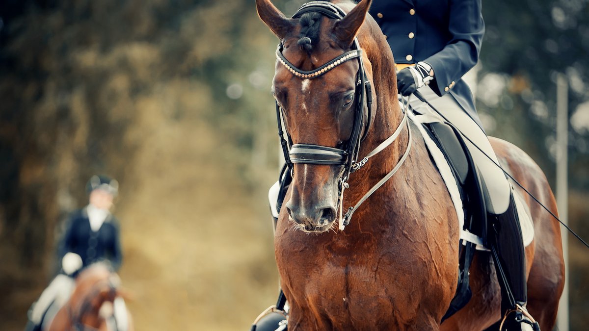 Horse & Hound tweet media