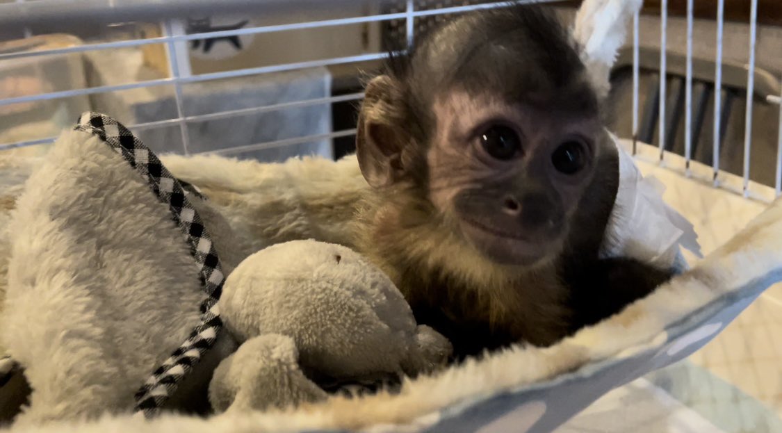 Shi Sa Shisa Twitter