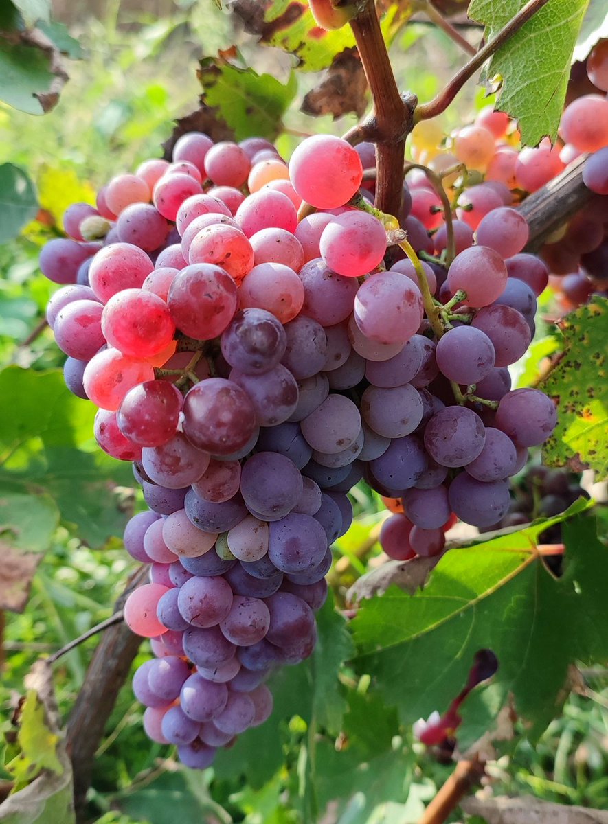 EuropeanSecret's tweet image. #autumn in #Serbia @serbiatourism