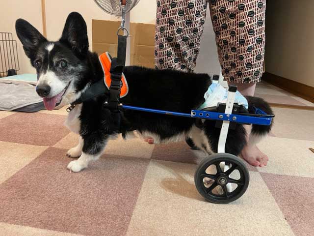 犬用車いす Twitter Search Twitter