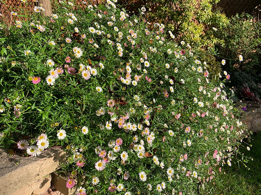 Another one of those plants that never stops flowering: Erigeron karvinskianus #AGM 🏆. Covered in flowers from the start of summer and still looking like this in October, with lots of busy bees. Does seed around, but usually in a nice way. #pollinators #herbaceous #autumn