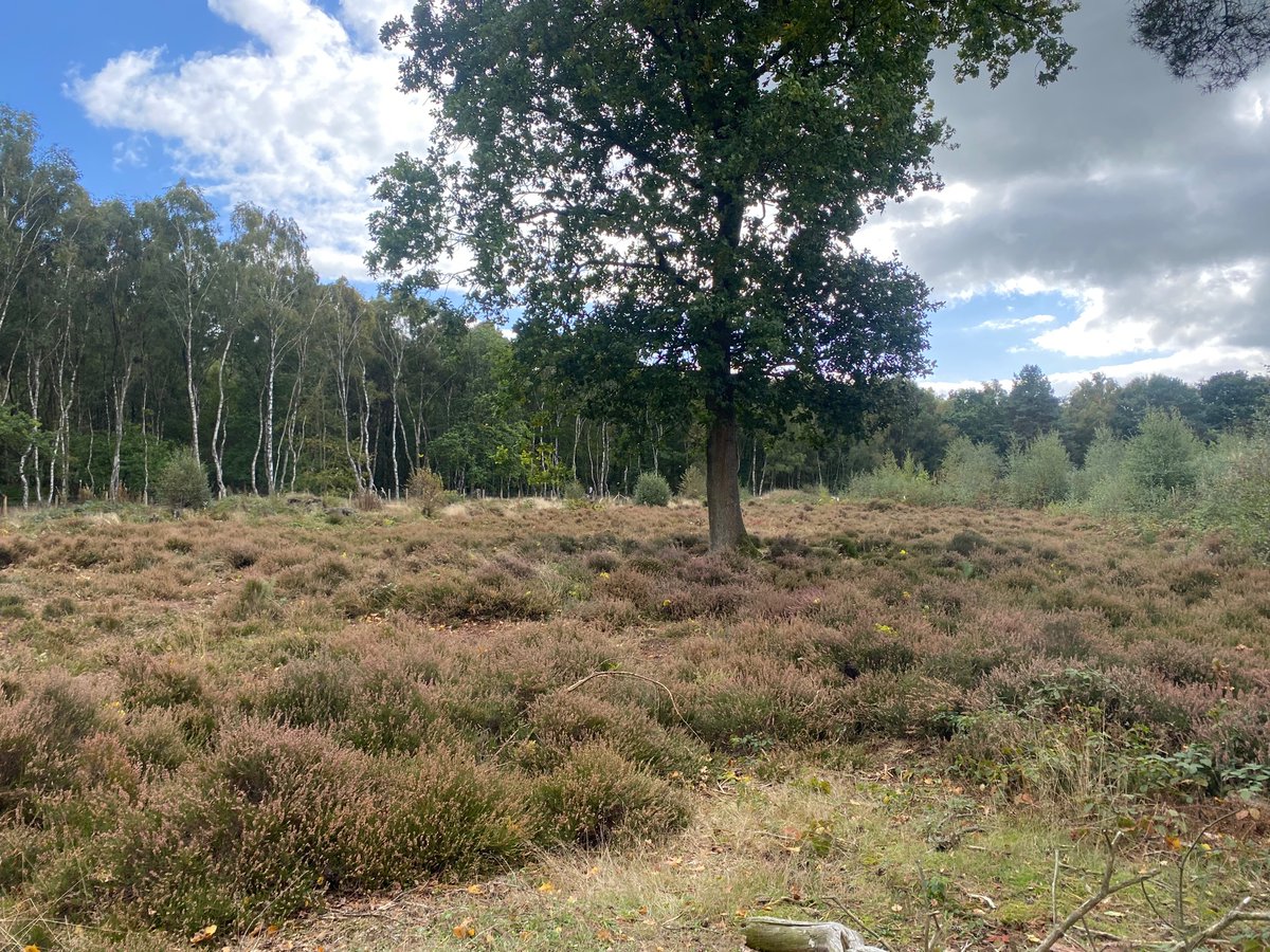 CNCVgroup's tweet photo. Fantastic turn out yesterday at Brereton Heath Local Nature Reserve, Congleton. The team removed birch saplings from heathland to manage the habitat 🌳 https://t.co/GEIobb5YZF