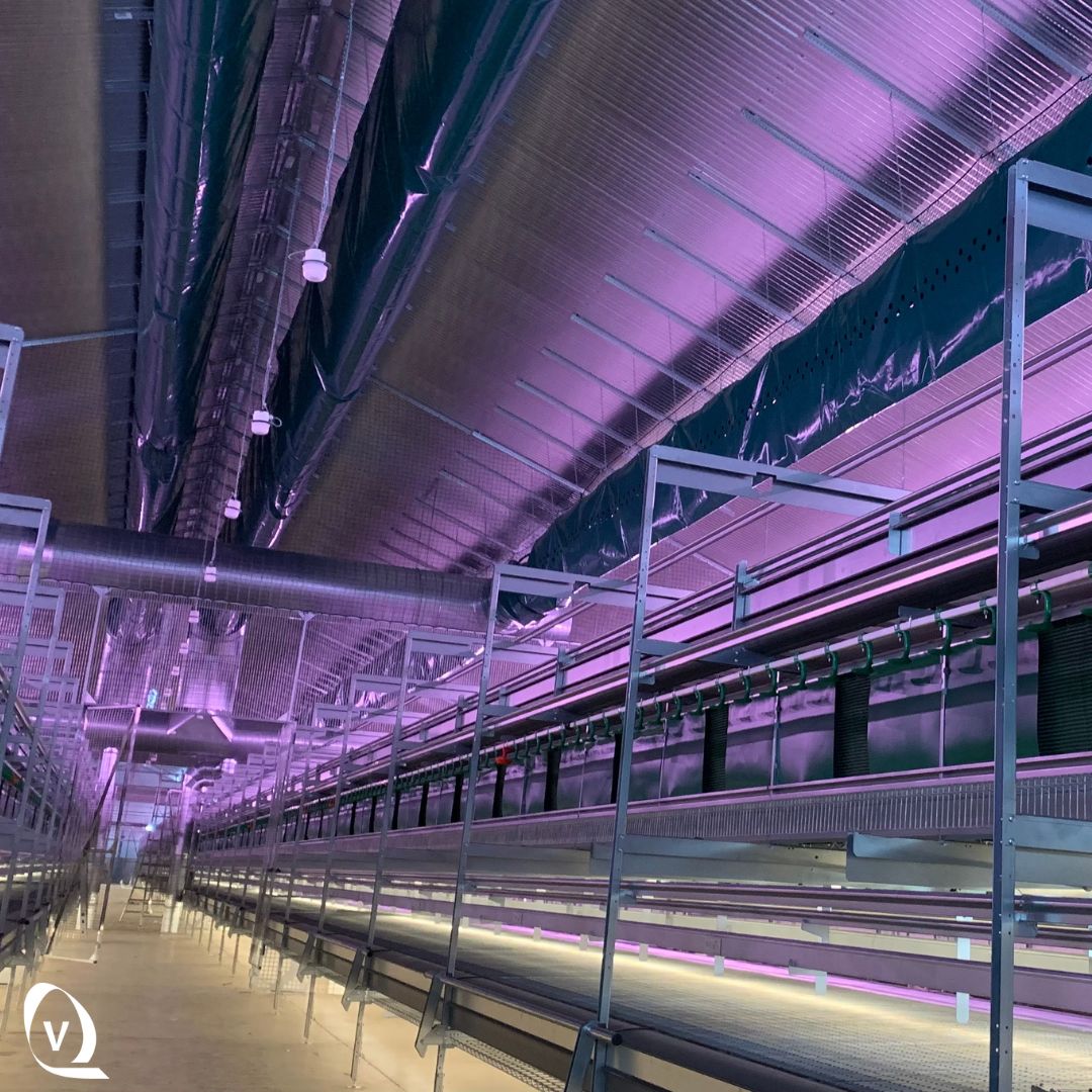 VencomaticGroup's tweet photo. Fresh start of the week with a new layer house in the Netherlands! Equipped with #aviary system Bolegg Terrace and for #climatecontrol ECO Zero, ensuring optimal living conditions for hens. - https://t.co/7JrxQjhhAB
#cagefree #poultry #layers #tableeggs #vencomaticgroup https://t.co/7jJzkMCj2L