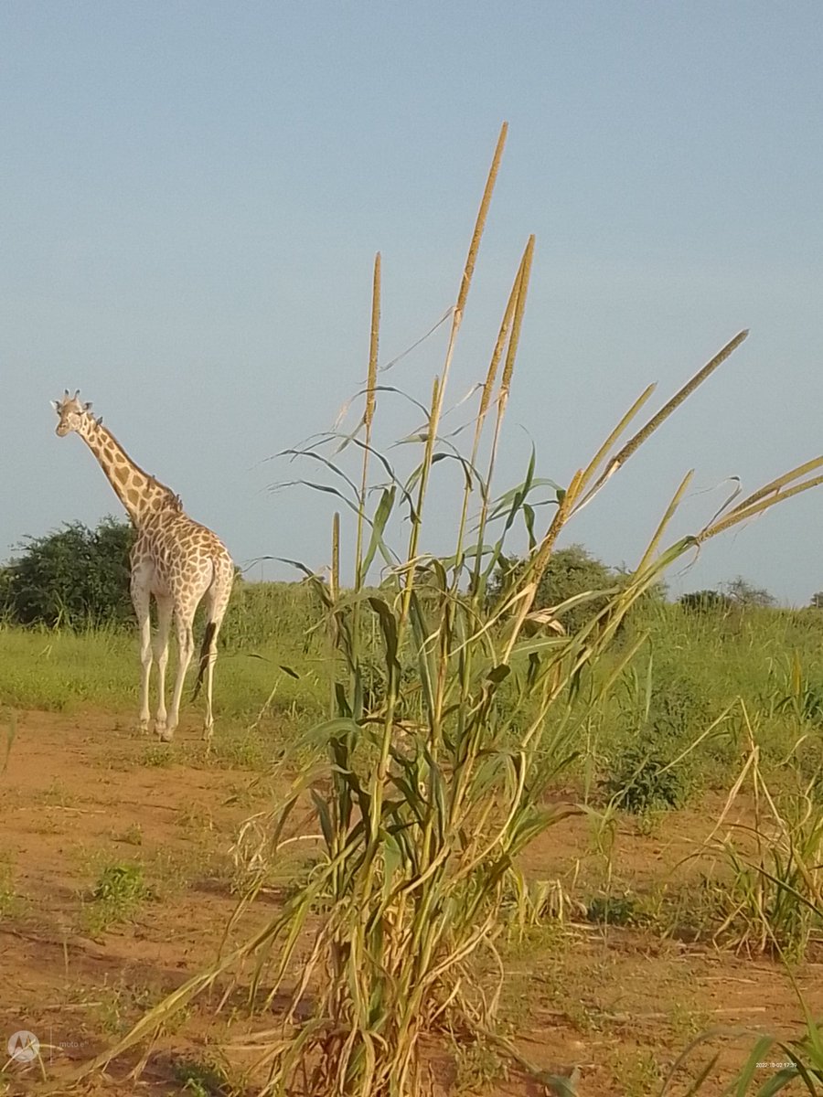 ToukouHabi's tweet photo. DE PASSAGE AU VILLAGE DE BABOUSSAYE DANS LA COMMUNE DE KOURÉ. DES GIRAFFES QUI BROUTENT TRANQUILLEMENT LE HARICOT DES INNOCENTS VILLAGEOIS SOUS LEUR ŒIL IMPUISSANT ! 
NOUS LANÇONS UN CRI DE CŒUR A QUI DE DROIT POUR AIDER CES VILLAGEOIS QUI N'ONT QUE CE QUE PRODUIT LA TERRE! https://t.co/gtmVTytR05