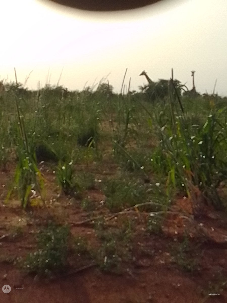 ToukouHabi's tweet photo. DE PASSAGE AU VILLAGE DE BABOUSSAYE DANS LA COMMUNE DE KOURÉ. DES GIRAFFES QUI BROUTENT TRANQUILLEMENT LE HARICOT DES INNOCENTS VILLAGEOIS SOUS LEUR ŒIL IMPUISSANT ! 
NOUS LANÇONS UN CRI DE CŒUR A QUI DE DROIT POUR AIDER CES VILLAGEOIS QUI N'ONT QUE CE QUE PRODUIT LA TERRE! https://t.co/gtmVTytR05