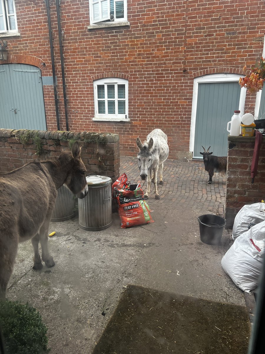 H Y B R I D - Official tweet media