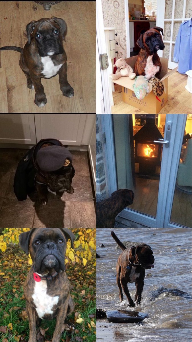 LauraAB33's tweet photo. Happy 🎈birthday 11 today 🥳🐶💙 https://t.co/MVPSM81x3y