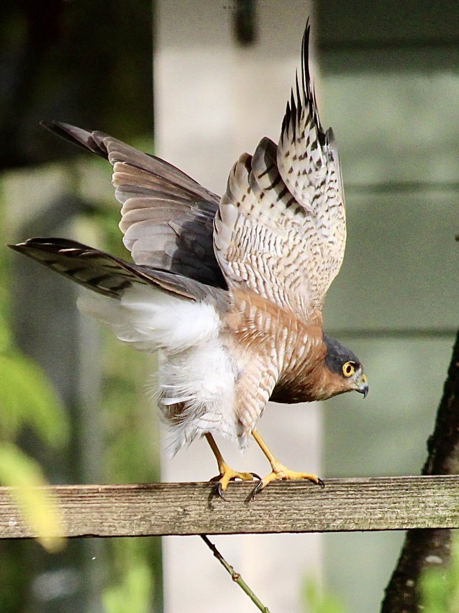 jane pursey tweet media