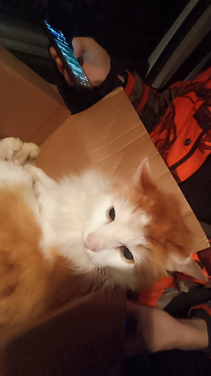 Чет везет мне на котов в последнее время. Съездил на дачу, еще один кот прибился. 
Пока отправили на дачу, но там доберман. 

Кот очень ласковый, домашний. Просится на ручки, урчит. Видимо, люди уезжающие из поселка кота просто бросили. Ищем хозяев. Новых или старых.