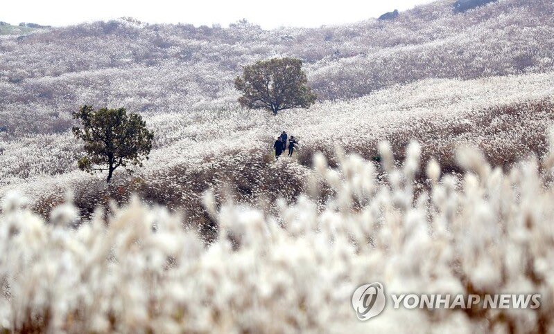 kvibe_yonhap's tweet photo. silver figures dance in autumn breeze... #Hapcheon Hwangmaesan Mountain #silvergrassfestival opens on October 15!!!

 https://t.co/aIaMhsPvsU https://t.co/qK2wI21ojU