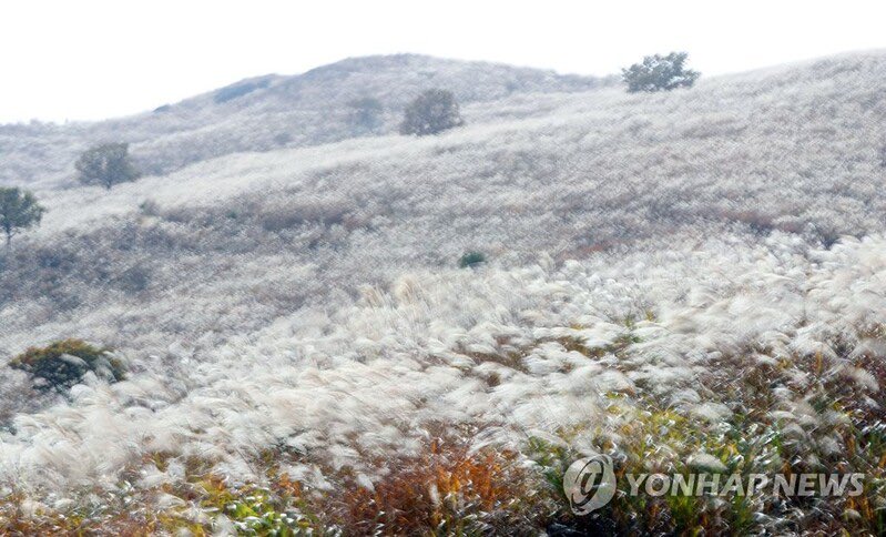 kvibe_yonhap's tweet photo. silver figures dance in autumn breeze... #Hapcheon Hwangmaesan Mountain #silvergrassfestival opens on October 15!!!

 https://t.co/aIaMhsPvsU https://t.co/qK2wI21ojU