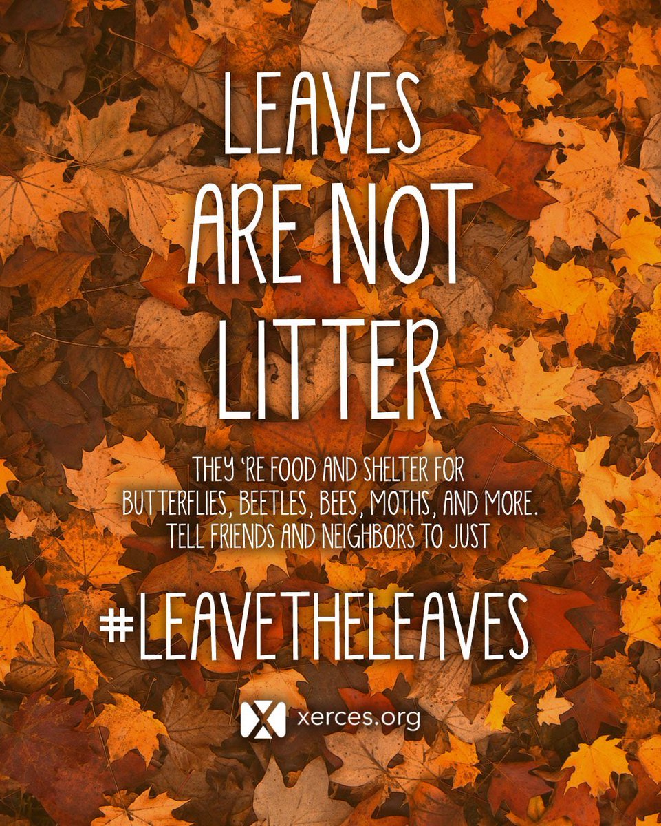 By piling leaves up in a corner of your little green space, you'll create a place for hedgehogs and insects to hide and hibernate. More tips to help garden wildlife this autumn: bit.ly/2MmgdxJ 🍂
#gardening #nature