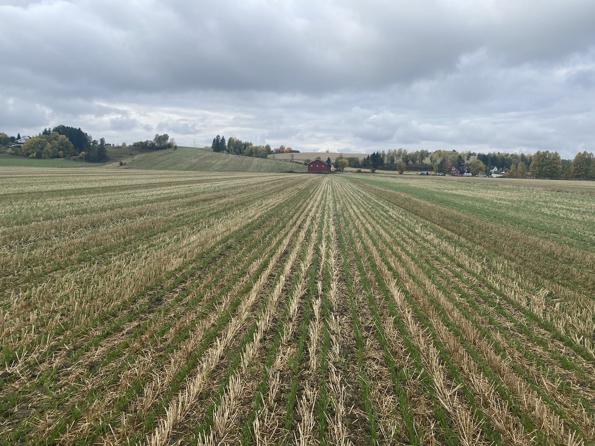 Covercrops looking promising, as well as the WW, directdrilled with our <a href="/DaleDrills/">Dale Drills</a> 😎 #karbonagro #conservationagriculture