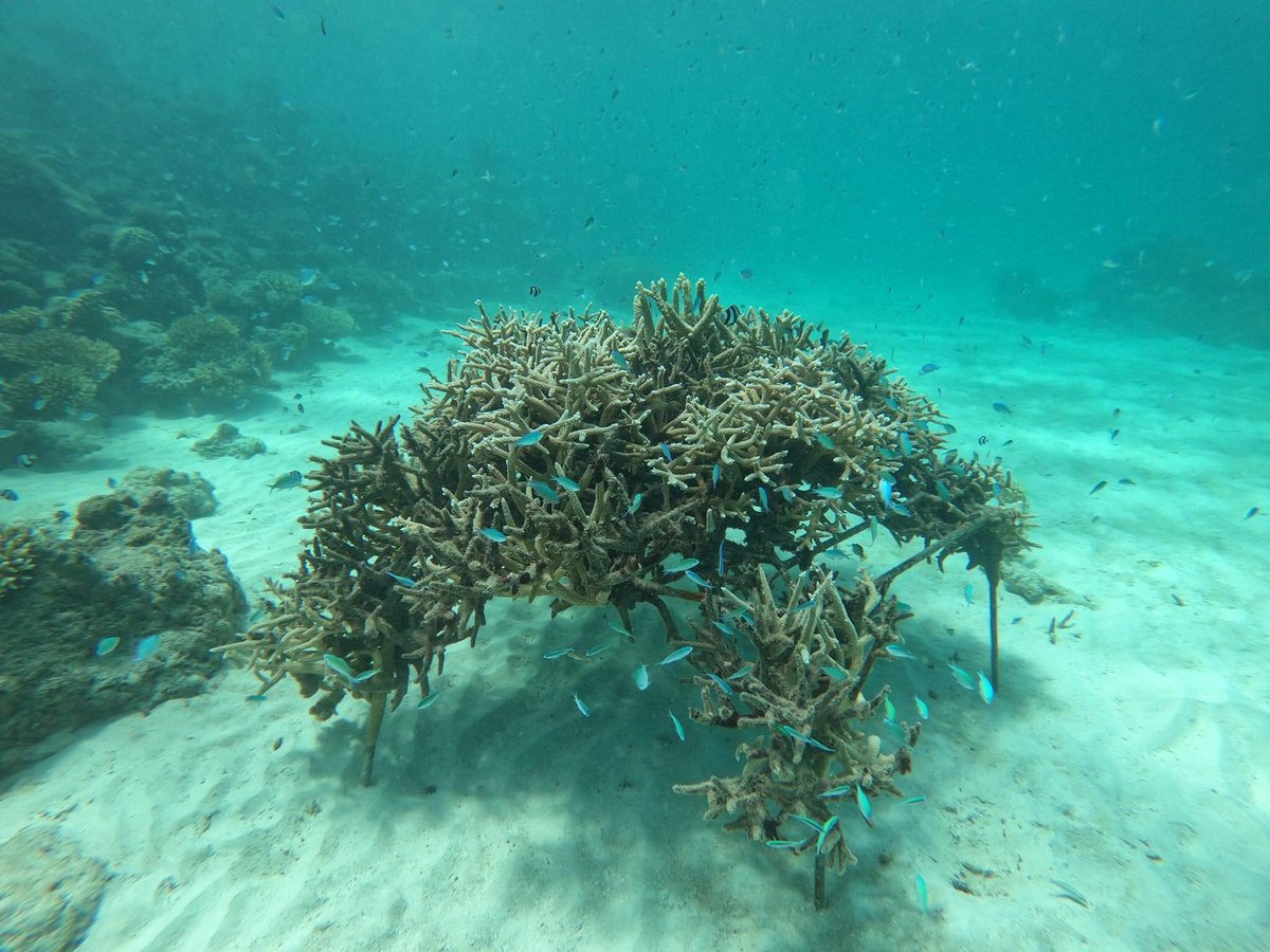 FESDfonadhoo's tweet photo. ކޮރަލް ގާރޑަން، މުޅި ސަރަހައްދުގައި ދިރުން އާލާވެގެން އެބަދޭ.  
1185ދުވަސް ފަހުން... 
Coral Garden after 1185days 
#coralgarden 
#tourism50years 
#maldives 
@EU_ENV
@MoEnvmv 
@Laamu_AC 
Laamu Fonadhoo Council https://t.co/9JjfSl7Bdy