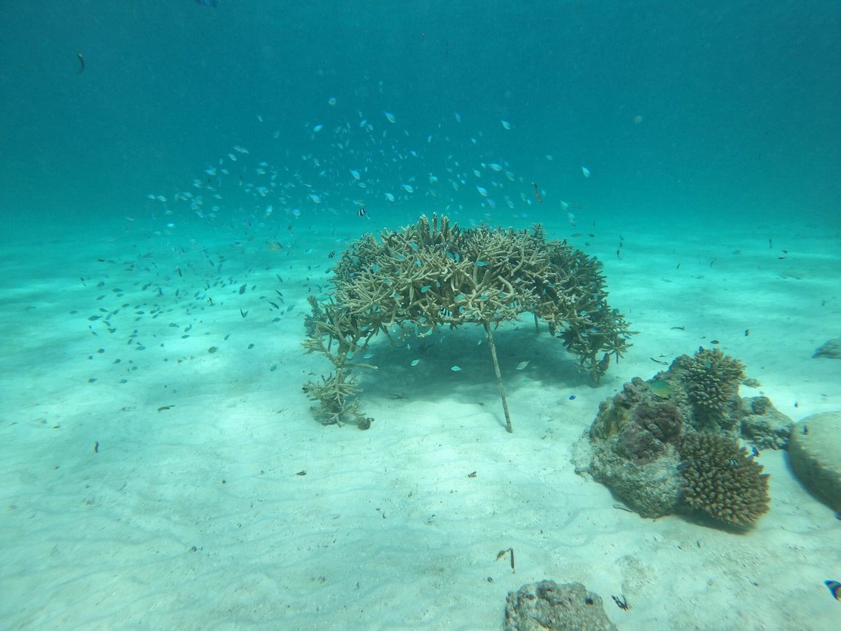 FESDfonadhoo's tweet photo. ކޮރަލް ގާރޑަން، މުޅި ސަރަހައްދުގައި ދިރުން އާލާވެގެން އެބަދޭ.  
1185ދުވަސް ފަހުން... 
Coral Garden after 1185days 
#coralgarden 
#tourism50years 
#maldives 
@EU_ENV
@MoEnvmv 
@Laamu_AC 
Laamu Fonadhoo Council https://t.co/9JjfSl7Bdy