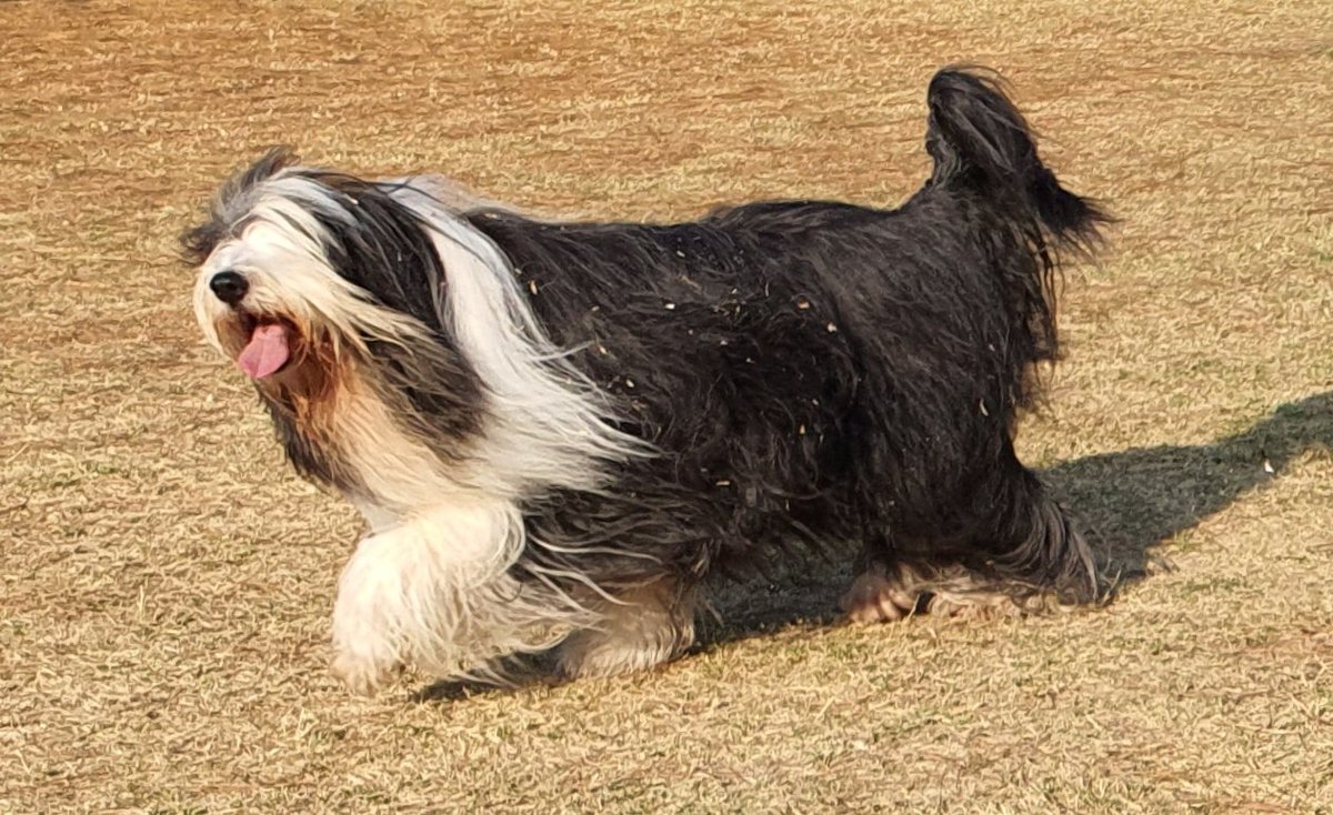 IrminZ's tweet photo. Love you Moo ❤️. She is such a happy goofball. Rare shot of her being mostly clean. https://t.co/GsDEoX29p2
