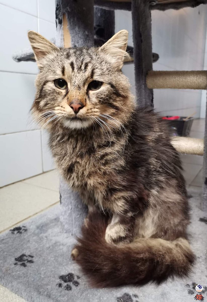 damian_zurawski's tweet photo. Nigdy w życiu nie widziałem tak smutnych oczu o kota..💔 
Olaf od kilku tygodni przebywa w schronisku. 
Kocurek swoją bujną grzywą i dostojną postawą przypomina lwa🦁
 Podobno z charakteru jest bardzo łagodny i potulny.
Znajdziemy temu smutnemu kociakowi nowy dom. 
Proszę o RT🙏 https://t.co/0UGCRF0UWp
