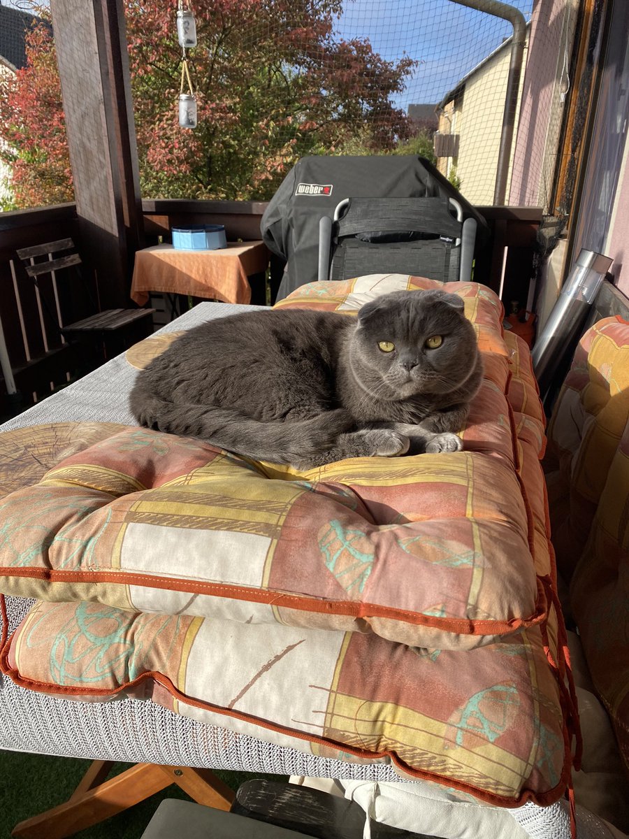 Wish you a sunny Monday 😻 #CatsOfTwitter #CatsOnTwitter #CatsofTwittter #cats #scottishFold